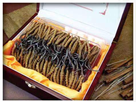 和县冬虫夏草回收